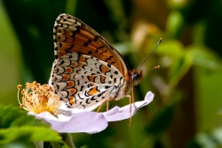 Kelebek Resimleri (4)