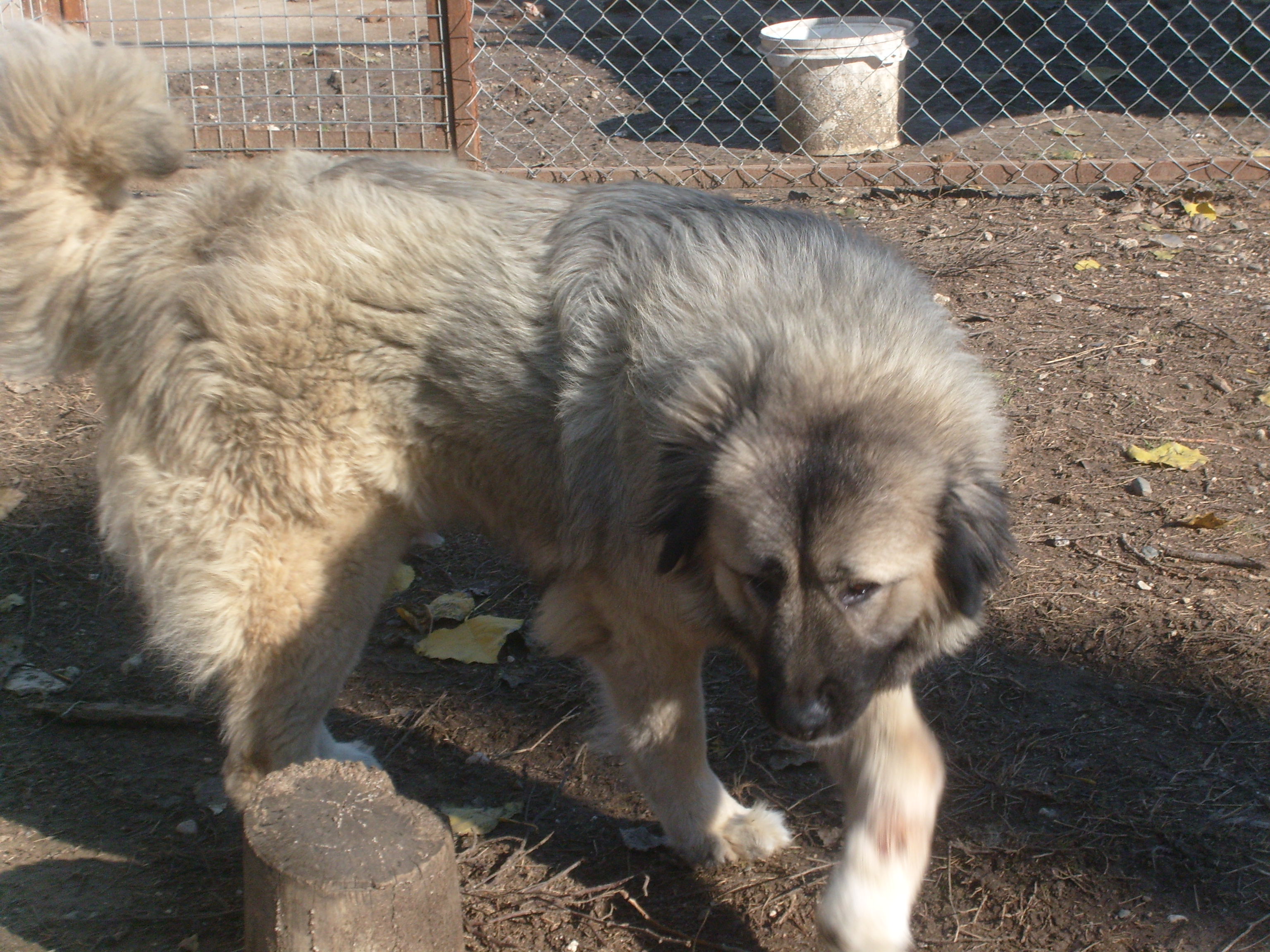 kafkas çoban köpeği dişi