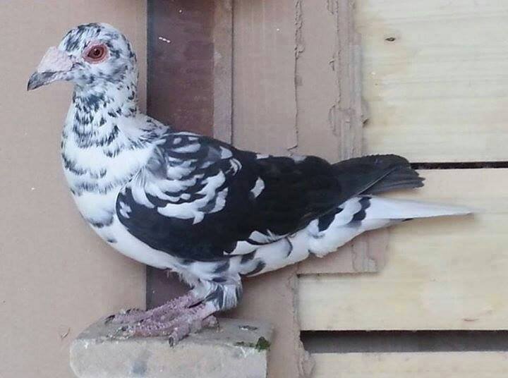 guvercin urfa guvercin rehberi