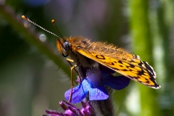Kelebek Resimleri (3)