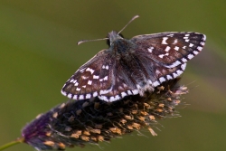 Kelebek Resimleri (5)