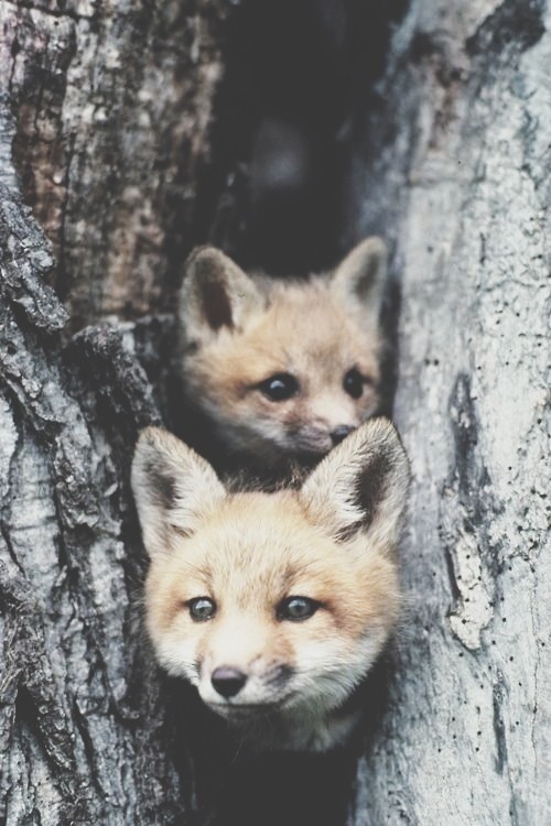 Cute Forest Fox Lovely Nature Photographie Vintage
